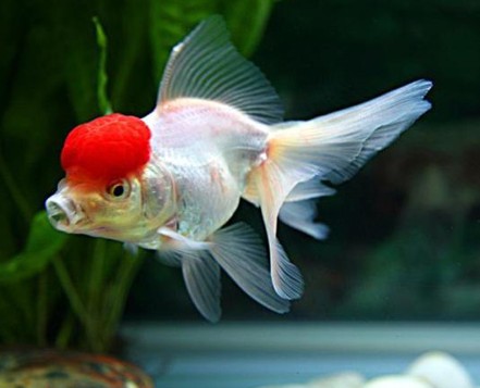 办公室鱼缸风水